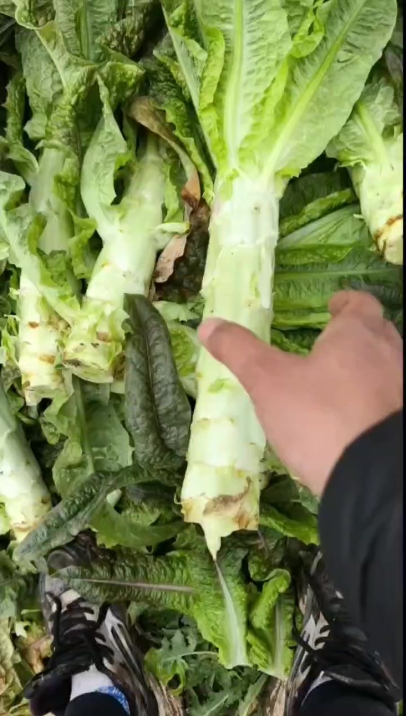 没想到，这个地方离江浙沪这么近，莴笋几百亩长的这么好没拉