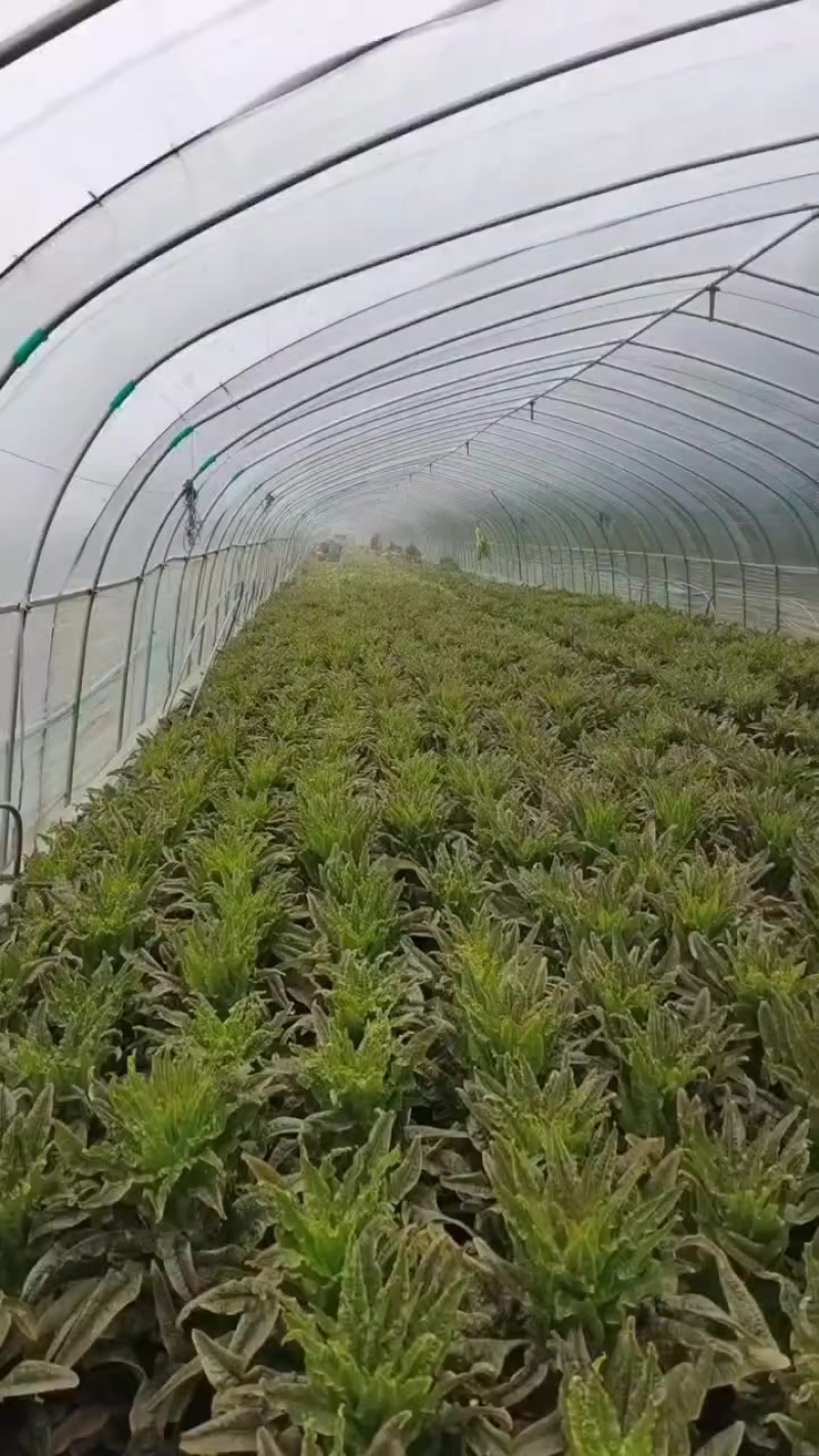 没想到，这个地方离江浙沪这么近，莴笋几百亩长的这么好没拉