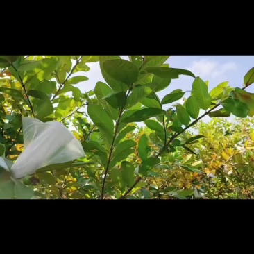 南沙番石榴