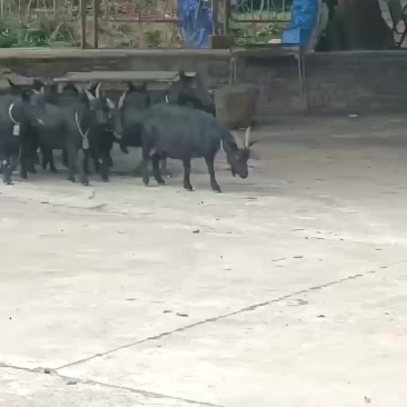 广东省四会市吃草散养黑山羊