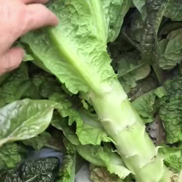 大家好我是莴苣妹，专业莴苣代收，代发，诚信经营，