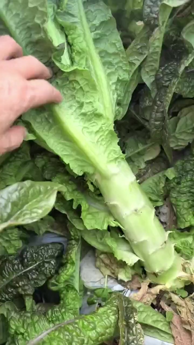 大家好我是莴苣妹，专业莴苣代收，代发，诚信经营，