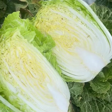 精品大白菜，净重3斤起