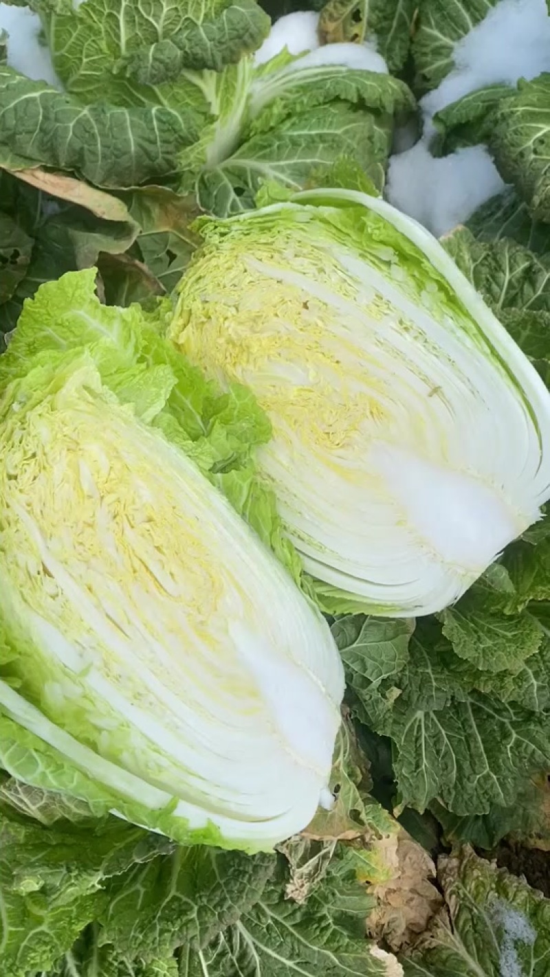 精品大白菜，净重3斤起