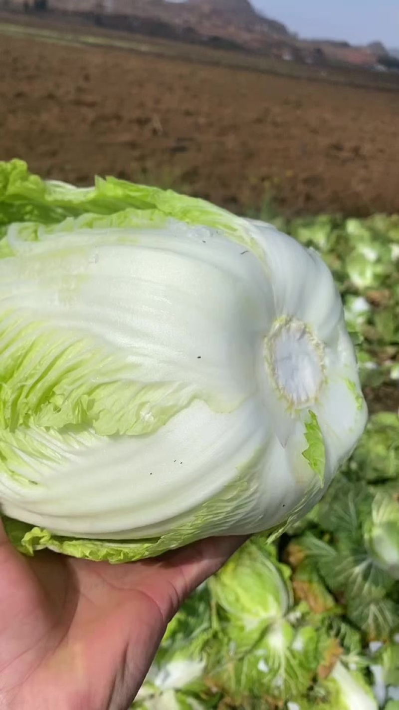 精品大白菜，净重3斤起