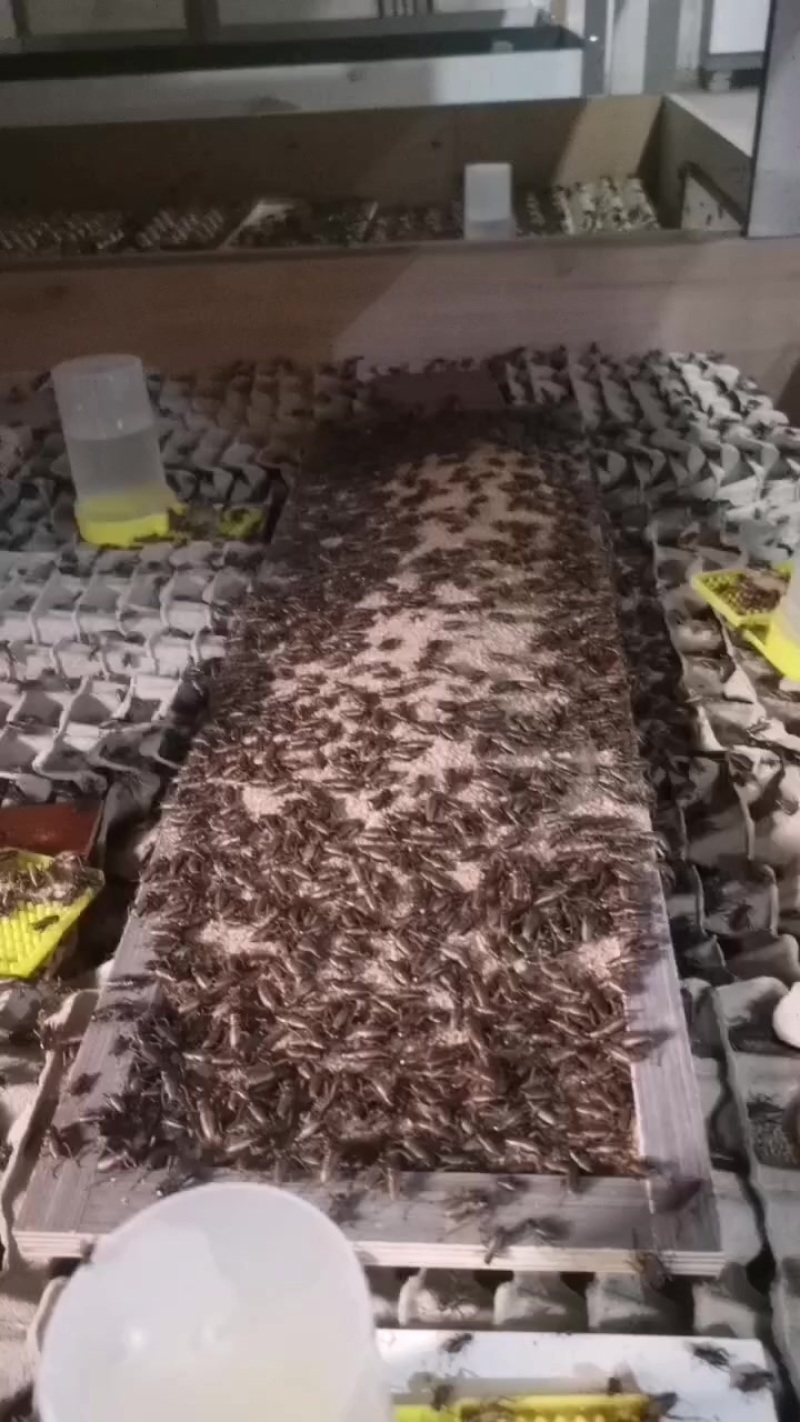 蟋蟀