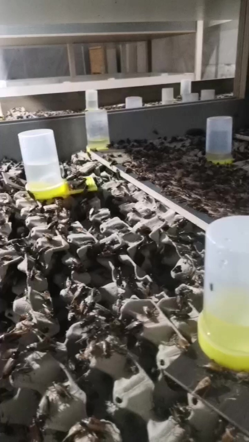 蟋蟀