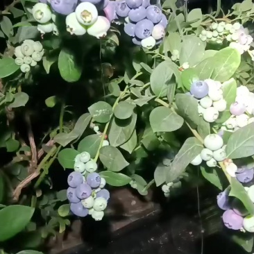 精品25蓝莓