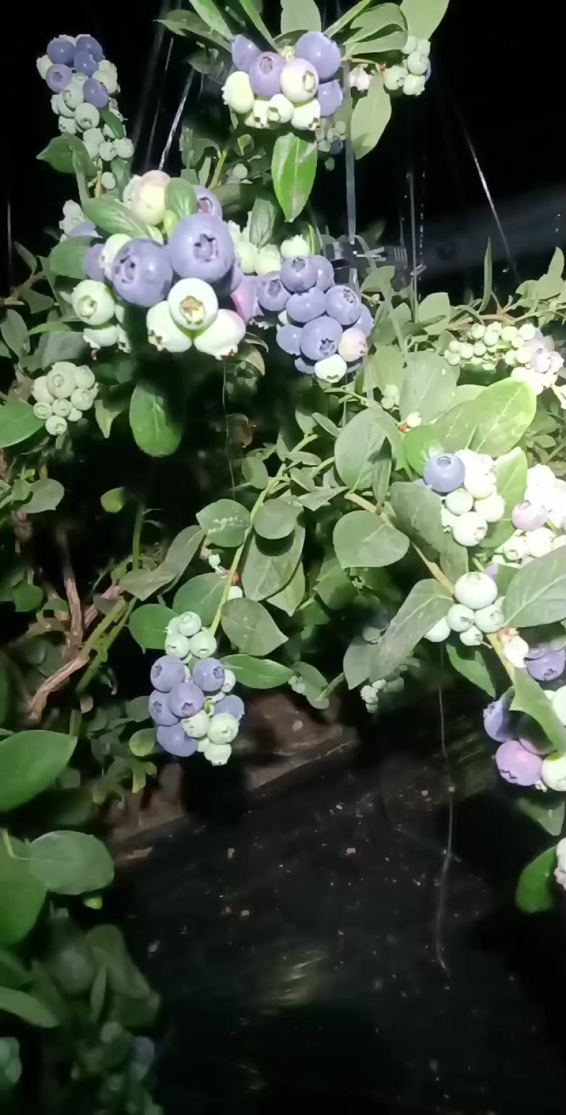 精品25蓝莓
