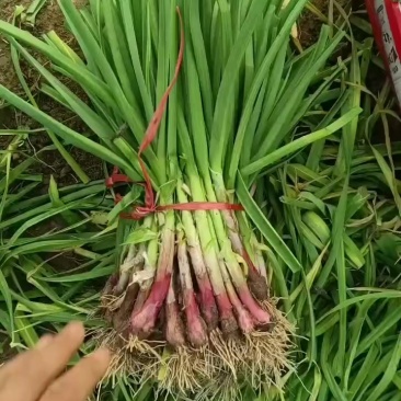 精品红根蒜苗大量有货，产地一手货源，全天代发，