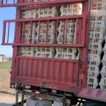 老母鸡