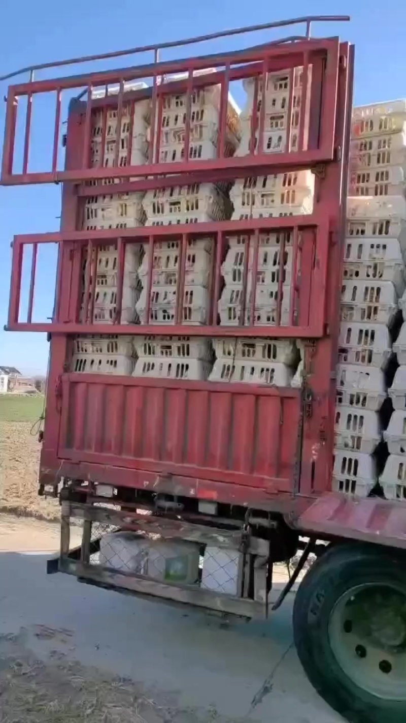 老母鸡