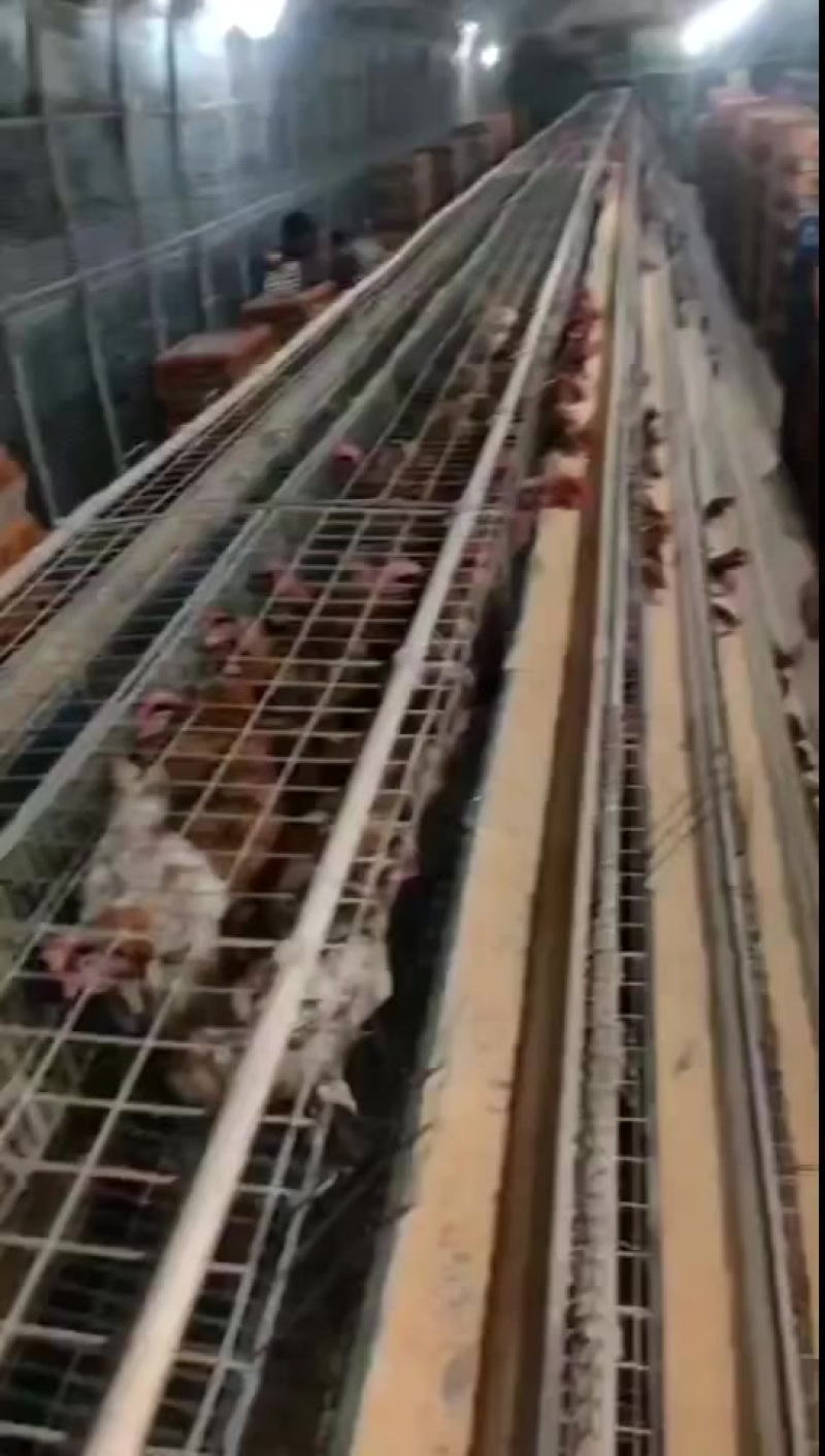老母鸡