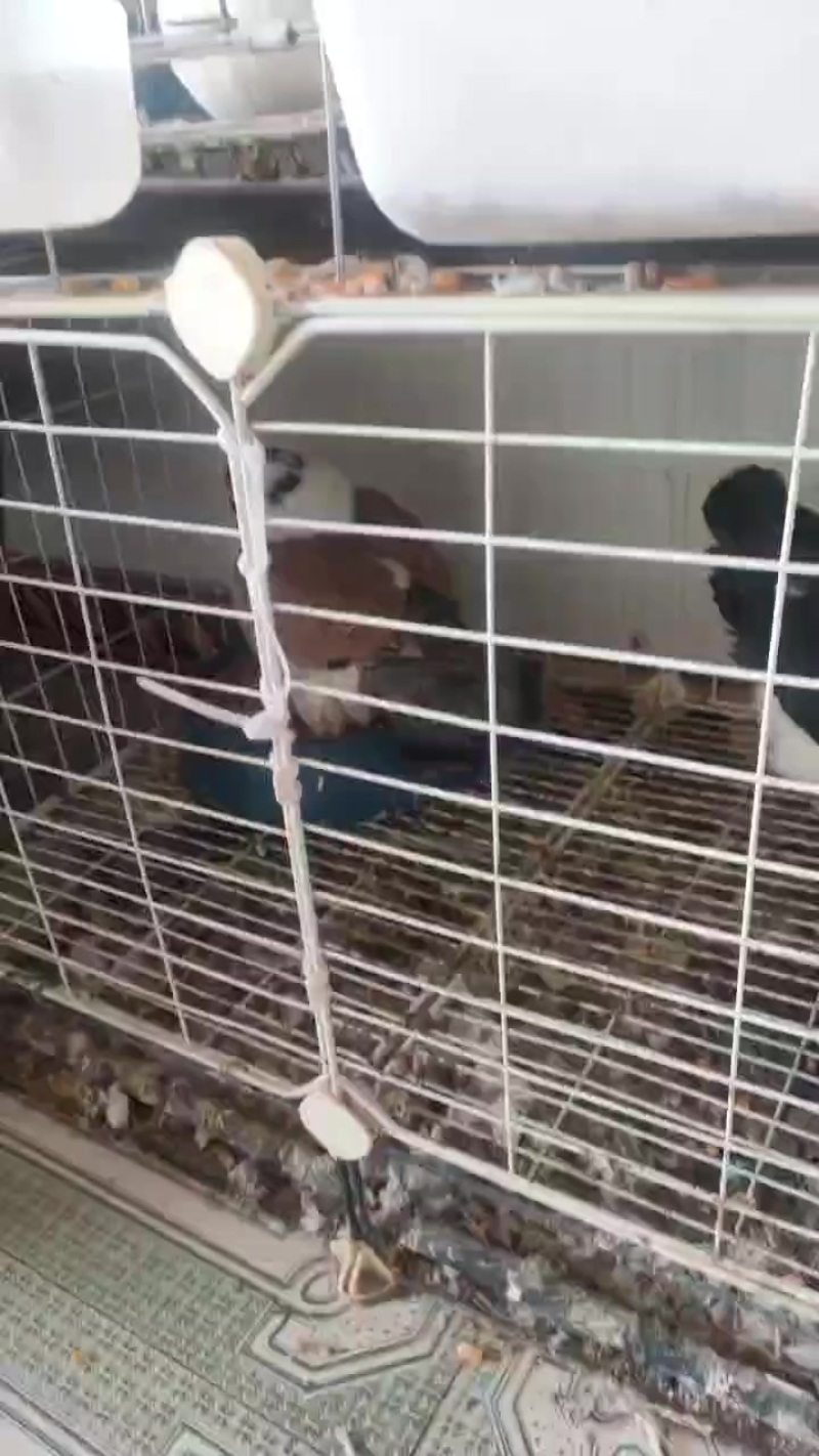各种观赏鸽