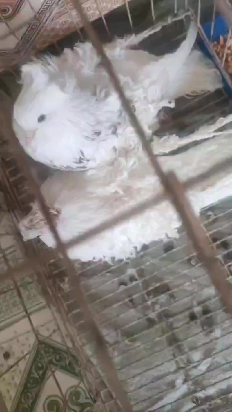 各种观赏鸽
