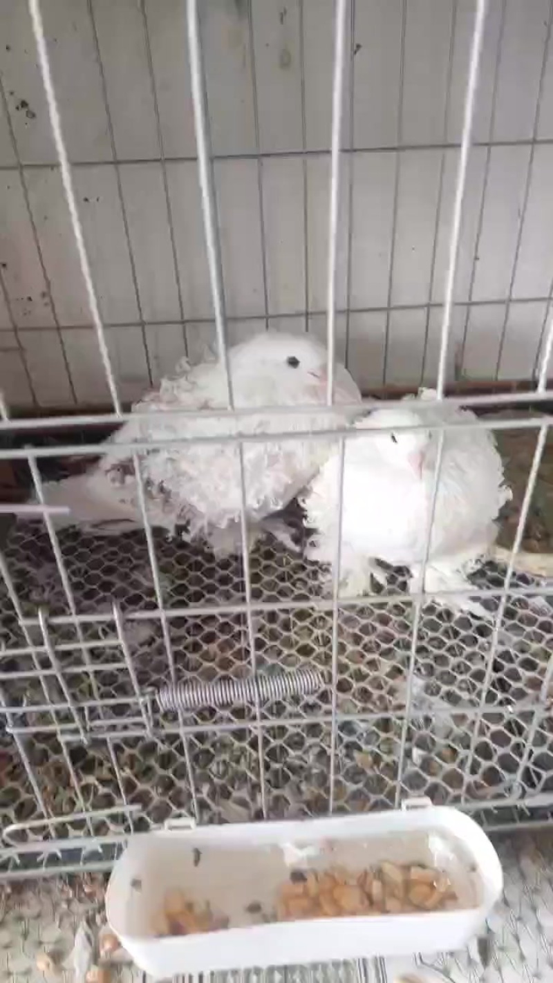 各种观赏鸽