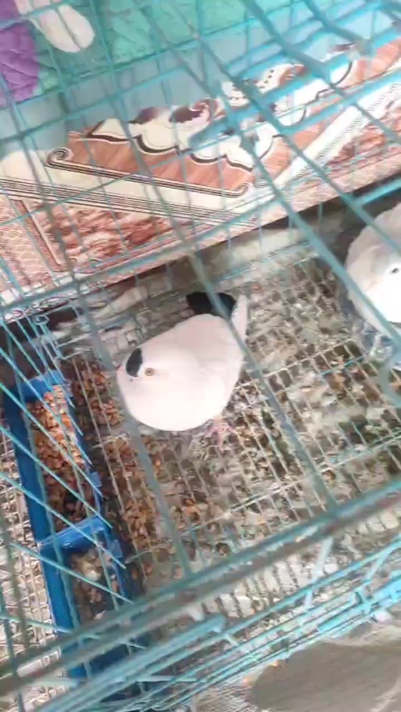 各种观赏鸽