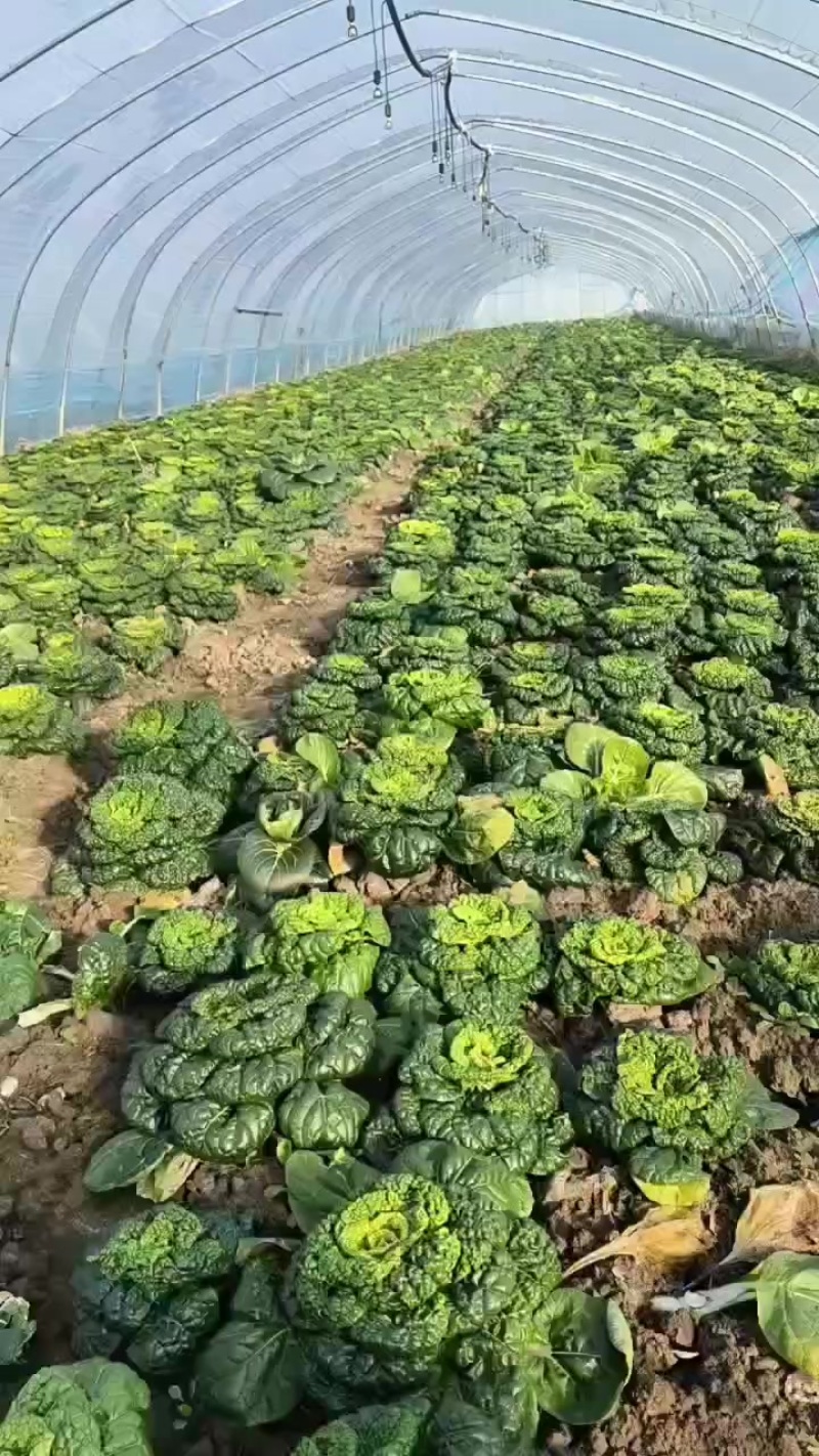 黄心菜