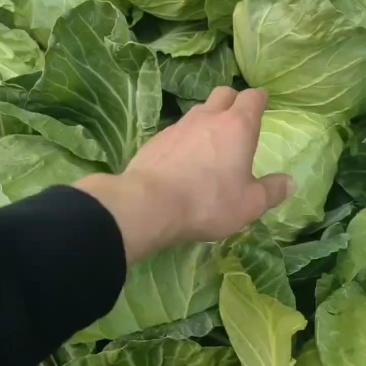 甘蓝