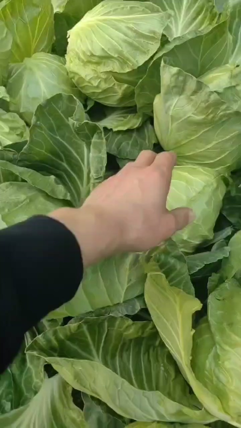 甘蓝