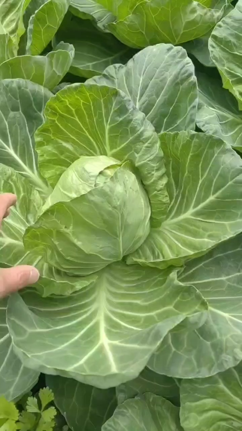 甘蓝