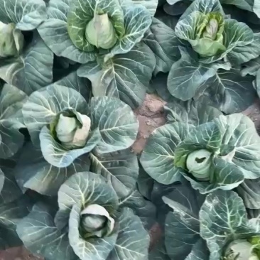 牛心菜大量上市中