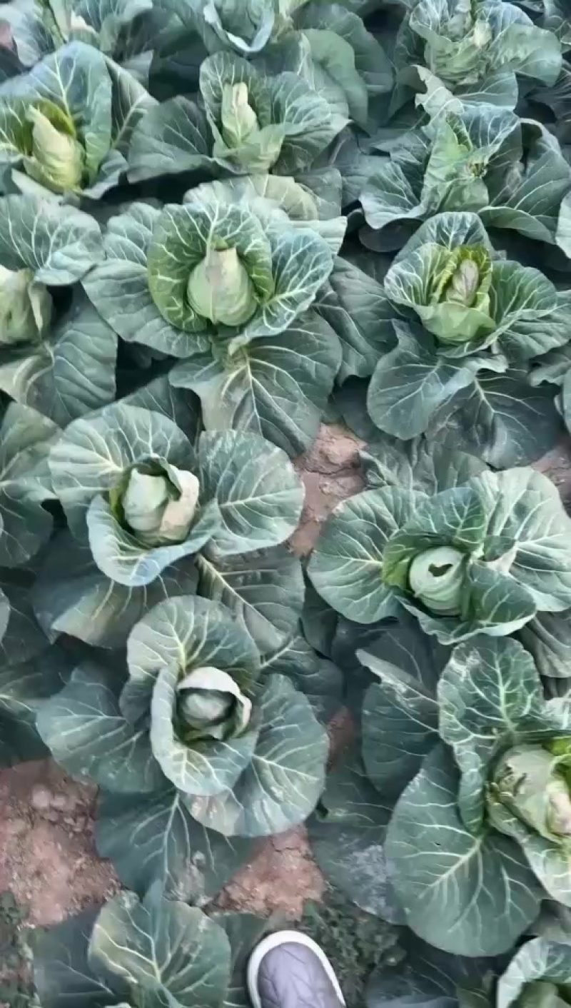 牛心菜大量上市中