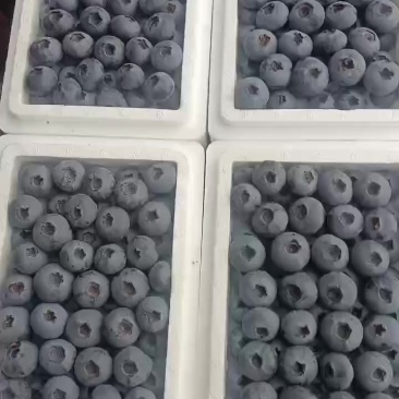 蓝莓