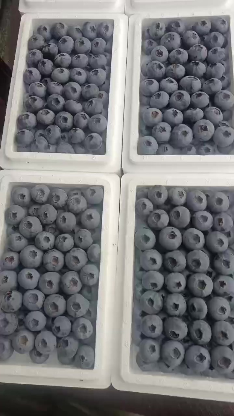 蓝莓