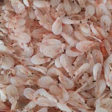 渤海湾鲜虾
