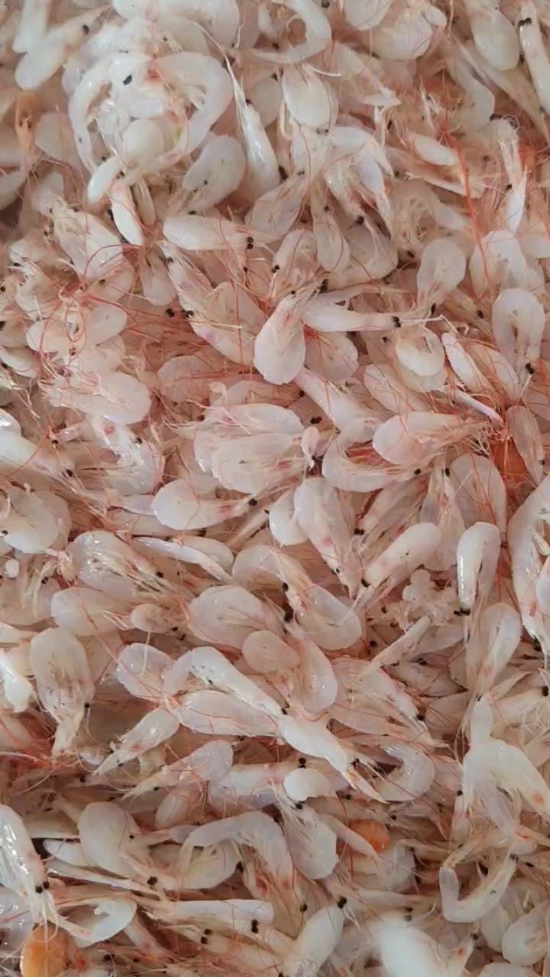 渤海湾鲜虾