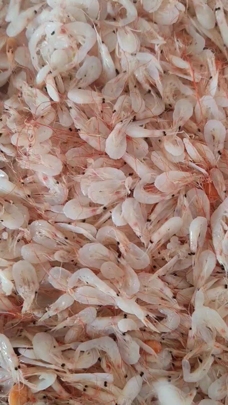 渤海湾鲜虾