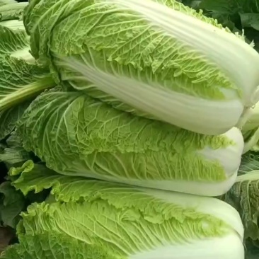 北京三号大白菜保质保量供应中，鲜嫩叶绿心足