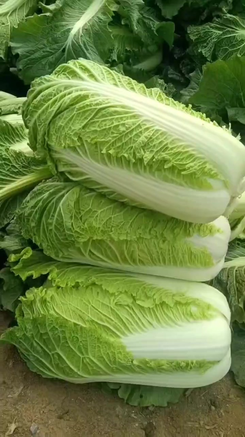 北京三号大白菜保质保量供应中，鲜嫩叶绿心足