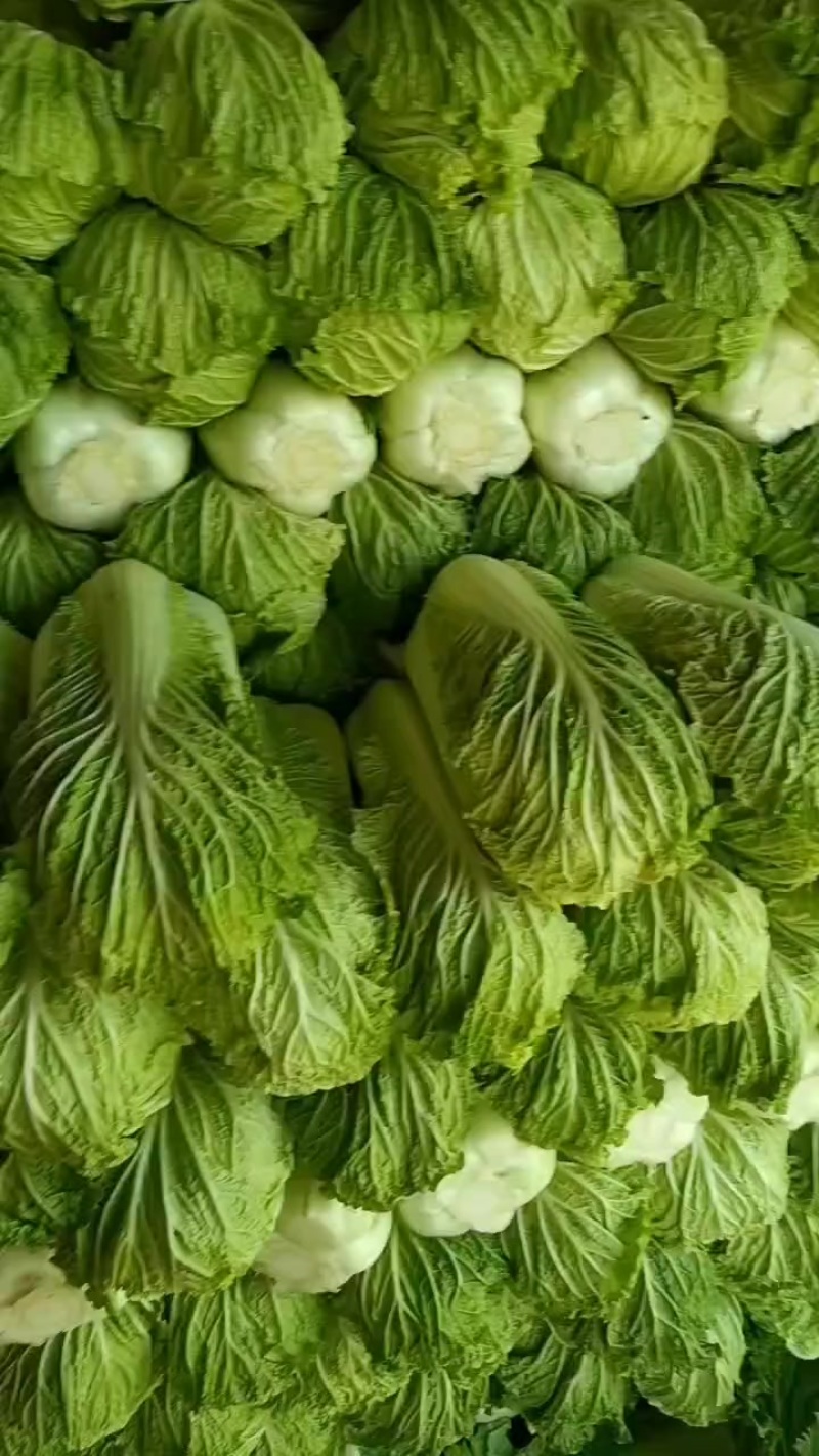 北京三号大白菜保质保量供应中，鲜嫩叶绿心足