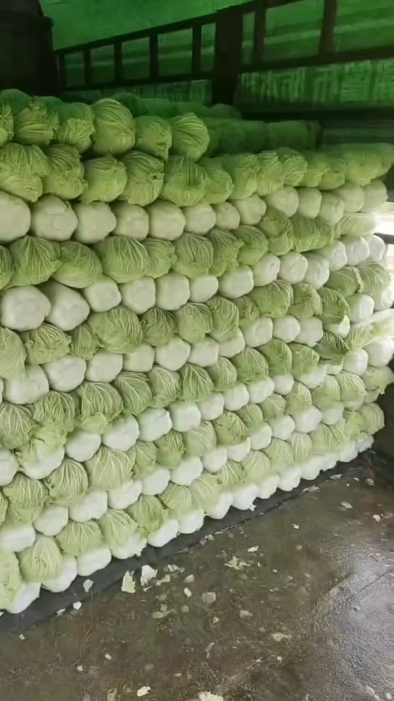 北京三号大白菜保质保量供应中，鲜嫩叶绿心足