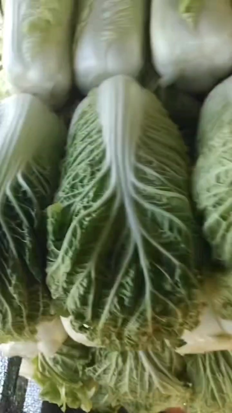 北京三号大白菜保质保量供应中，鲜嫩叶绿心足