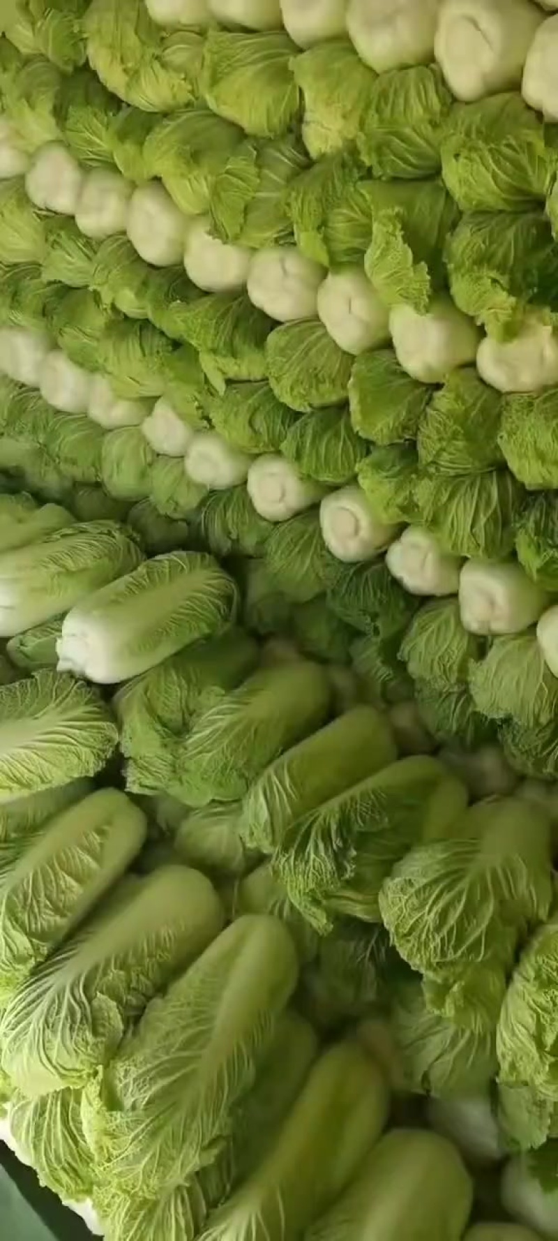 北京三号大白菜保质保量供应中，鲜嫩叶绿心足