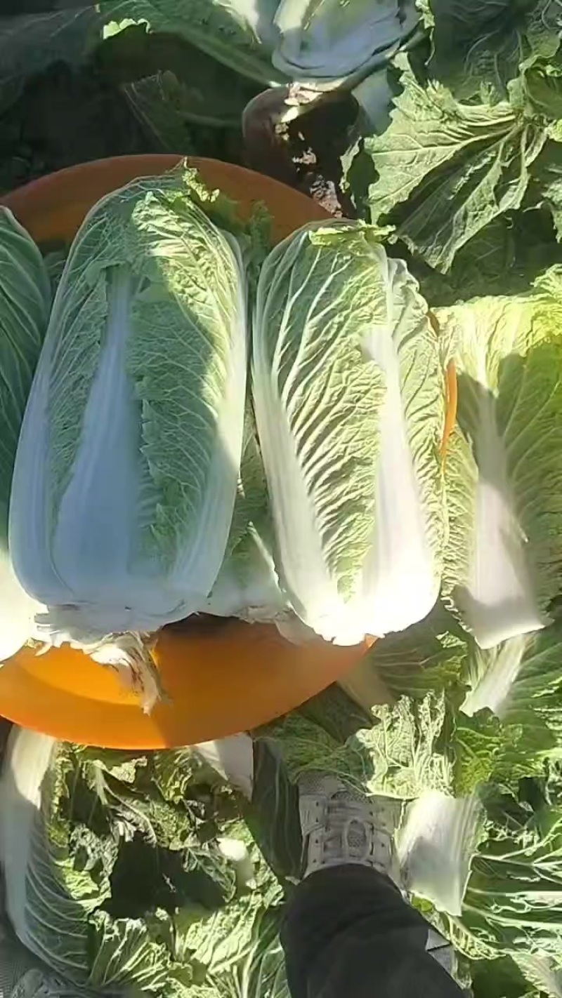 北京三号大白菜保质保量供应中，鲜嫩叶绿心足