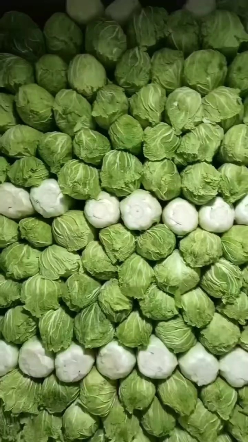 北京三号大白菜保质保量供应中，鲜嫩叶绿心足