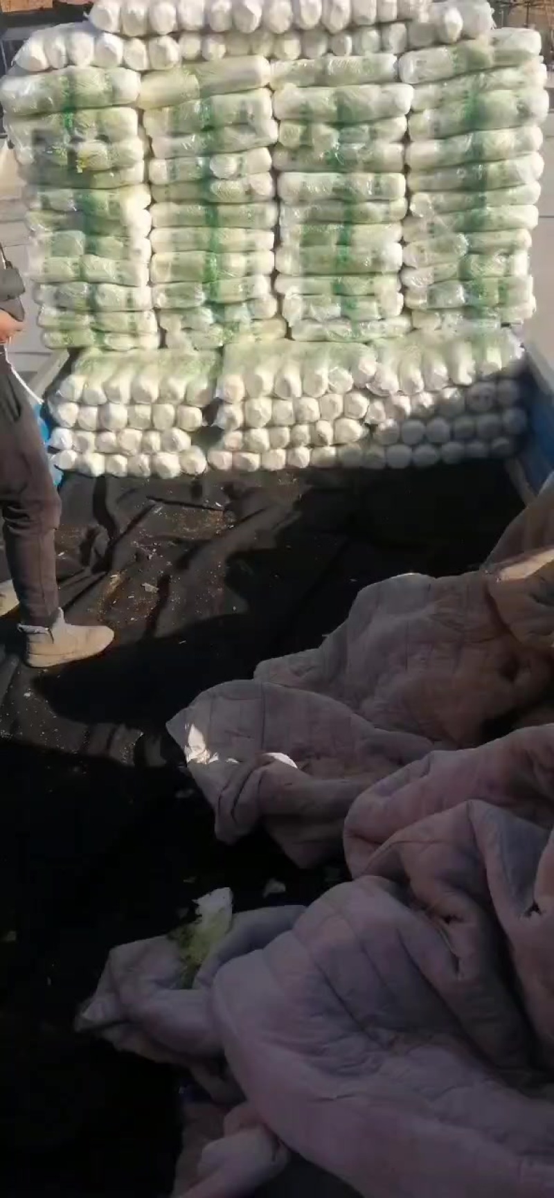 北京三号大白菜保质保量供应中，鲜嫩叶绿心足