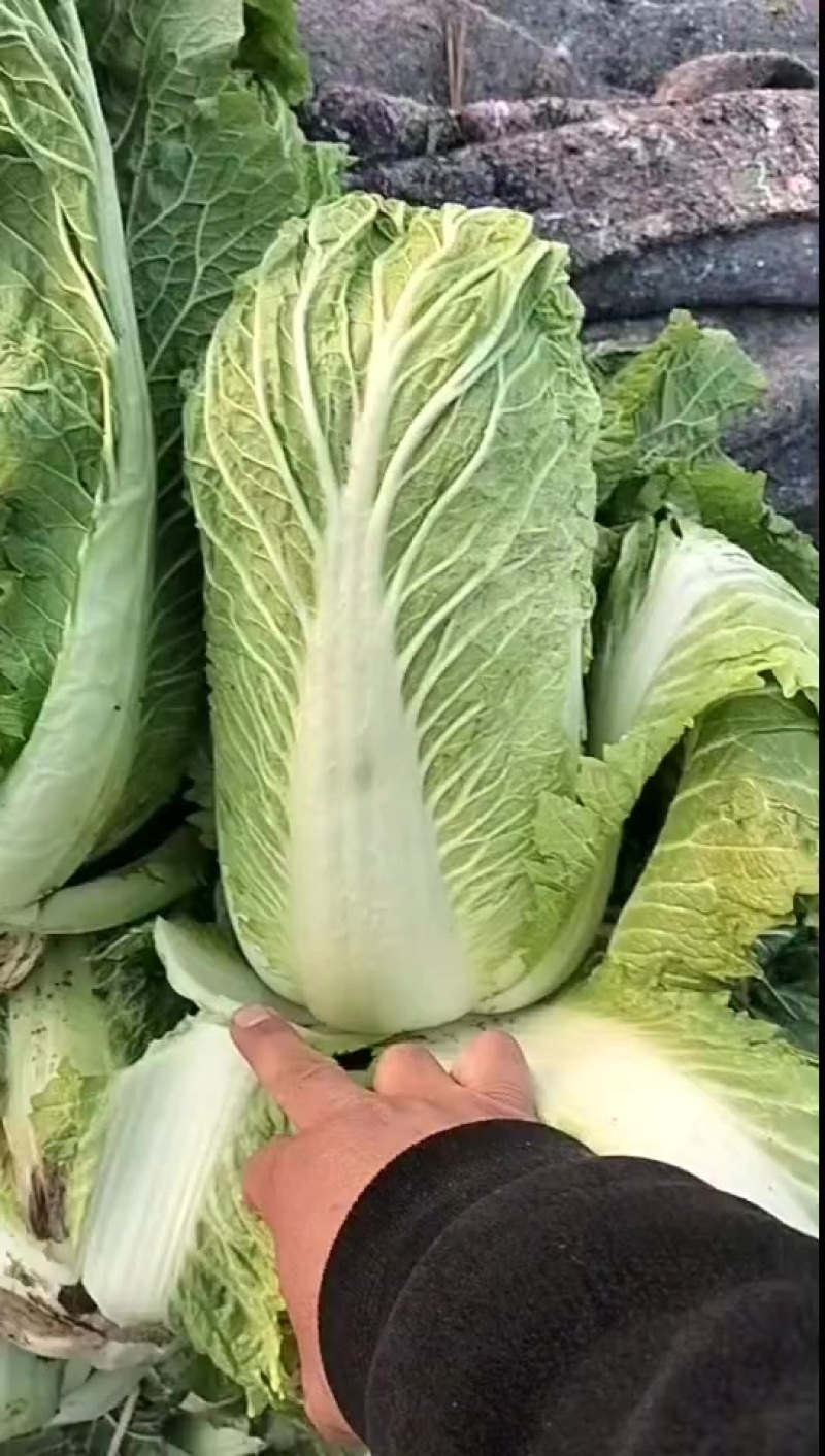 北京三号大白菜保质保量供应中，鲜嫩叶绿心足