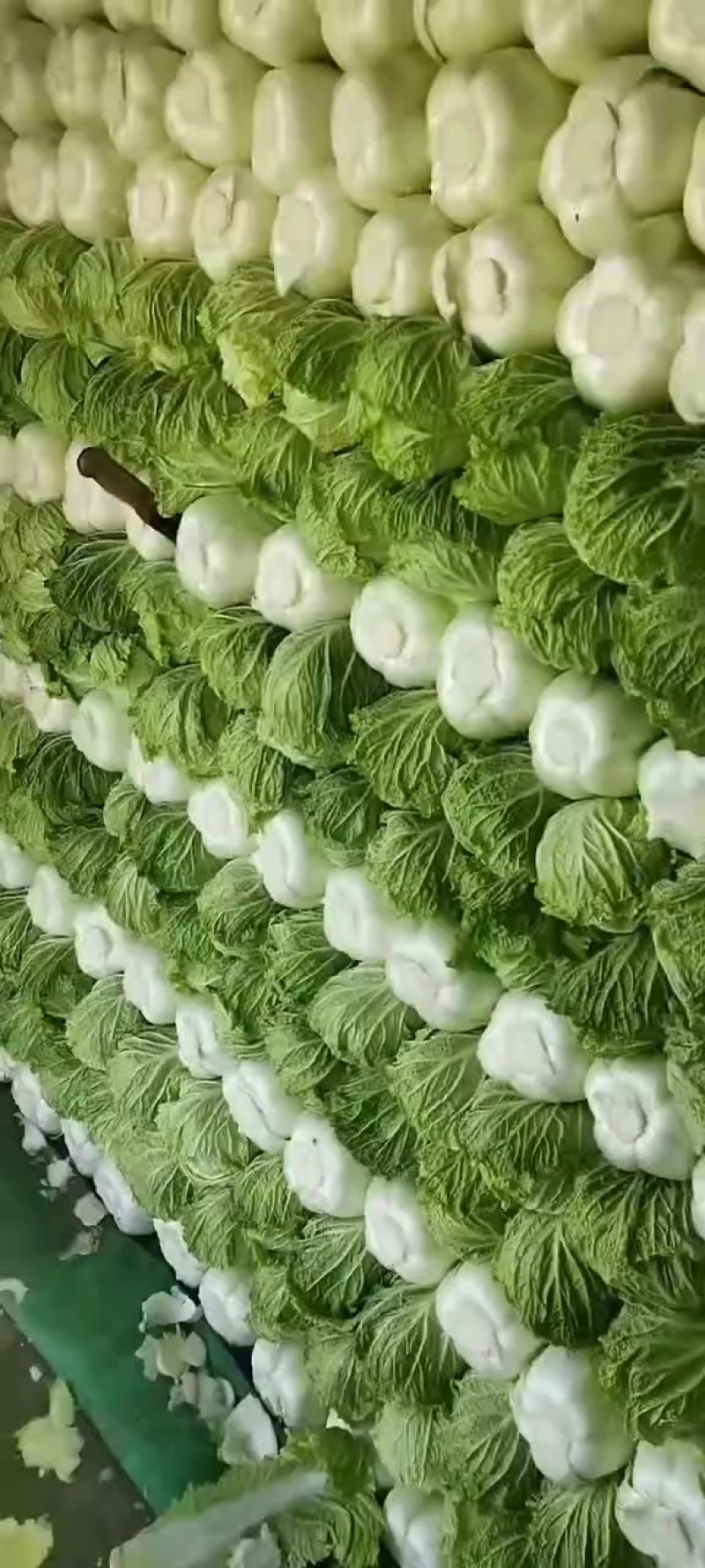 北京三号大白菜保质保量供应中，鲜嫩叶绿心足