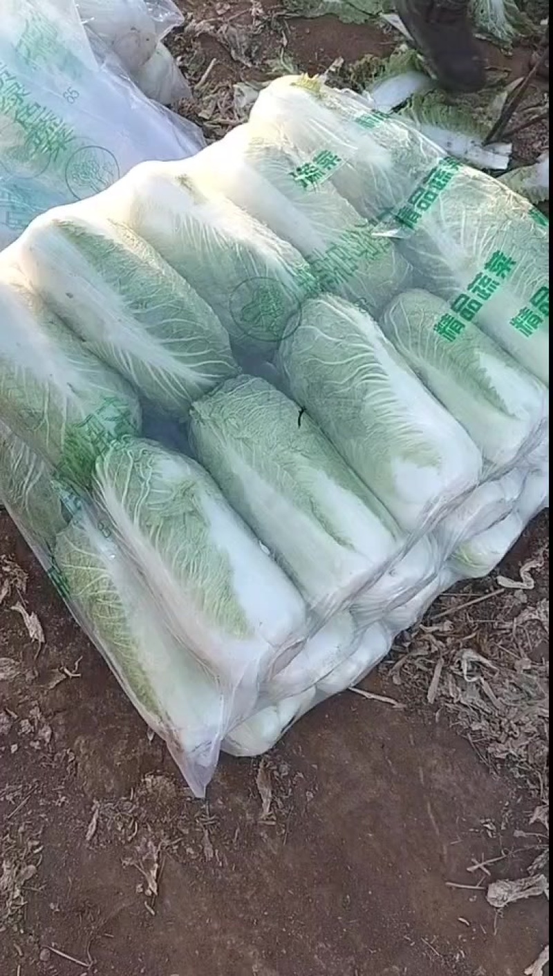 北京三号大白菜保质保量供应中，鲜嫩叶绿心足