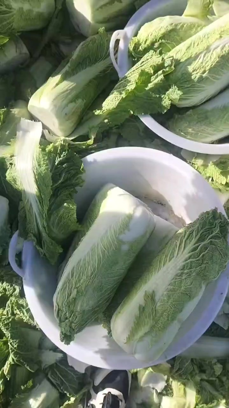 北京三号大白菜保质保量供应中，鲜嫩叶绿心足