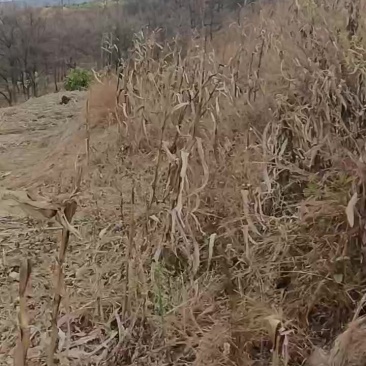 野生艾纳香全草