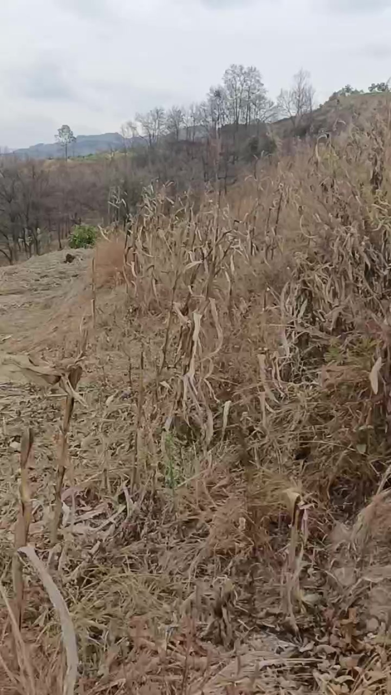 野生艾纳香全草