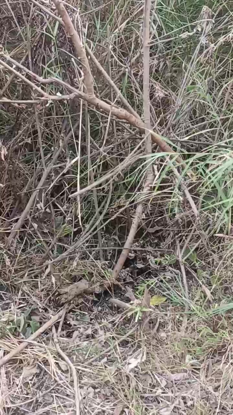 野生艾纳香全草