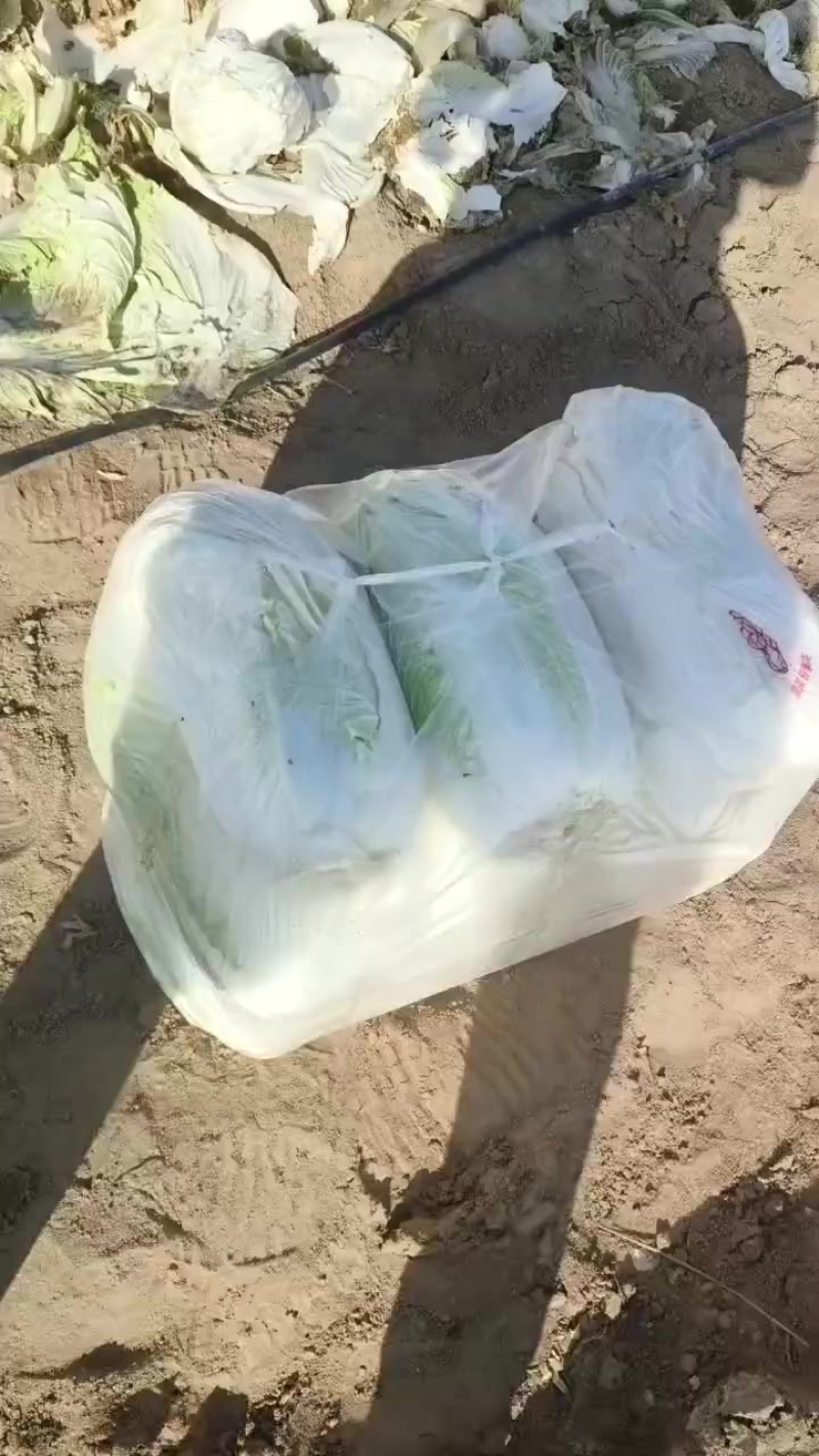 青杂三号大白菜，大荔产地大量供应，质量好，价位低