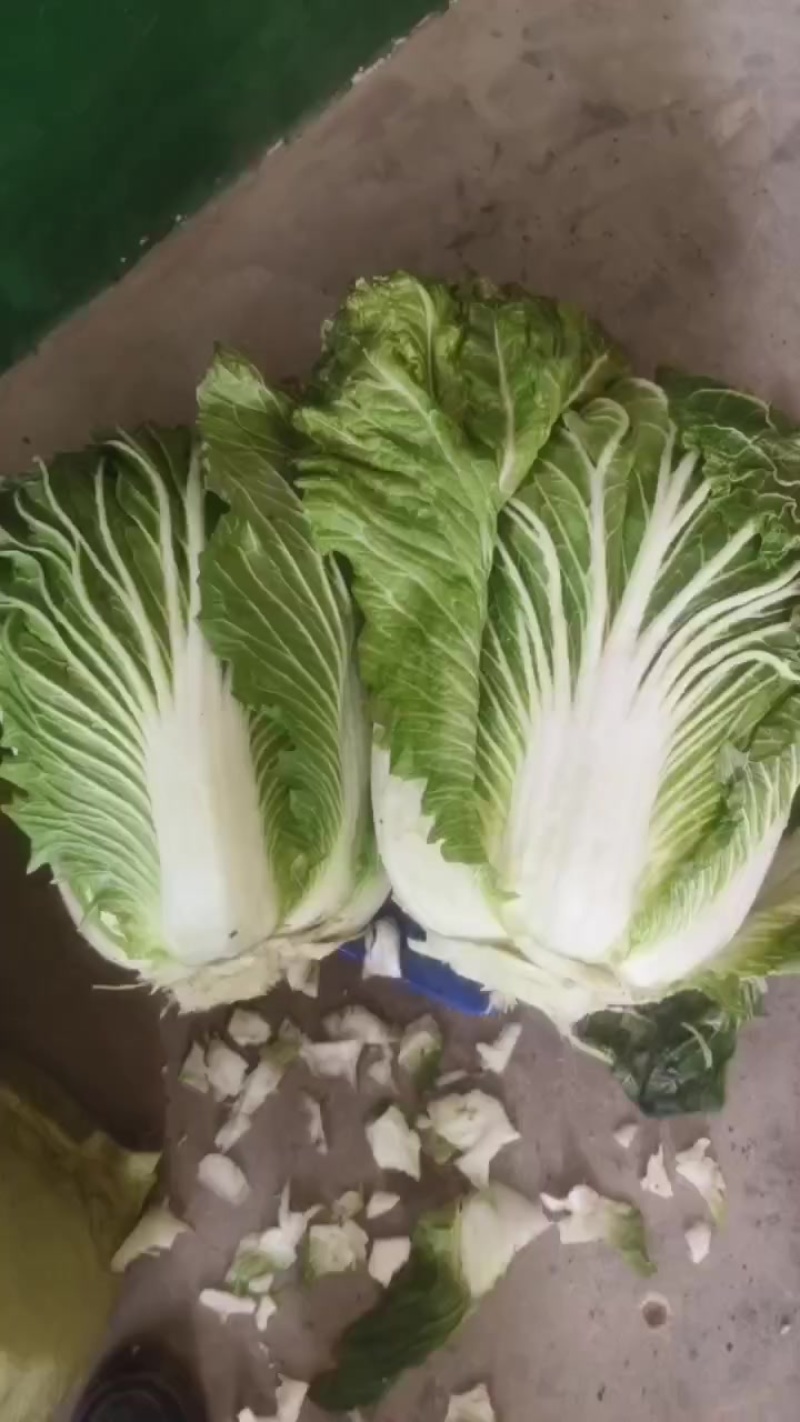 青杂三号大白菜，大荔产地大量供应，质量好，价位低